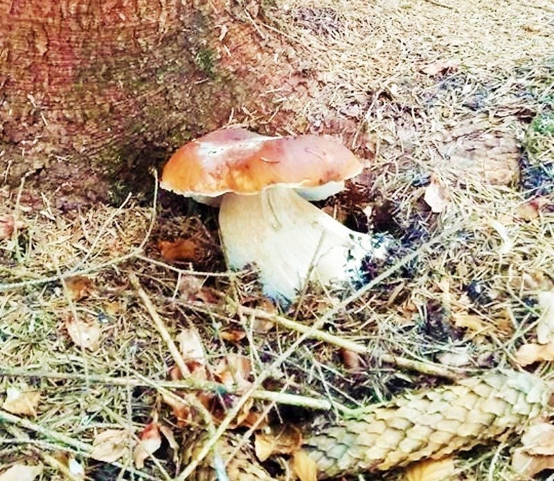 Chata strbianka — foto 7
