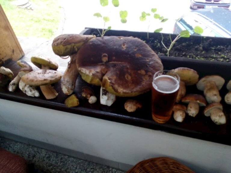 Chatanalosenici
